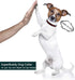 Premium Dog Collar, Cute Dog Collars Luxury Style, Durable Pet Collars with Metal Buckle Safety for Medium Dogs...