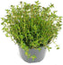 Seeds Sweet Summer Savory Medicinal Heirloom Herbs Non GMO for Planting...