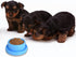2pcs Dog Bowls Pet Cat Puppy Food Bowls Plastic Round No Spill Water Food Feeder Dish Colorful Feeding Eating Bowls...