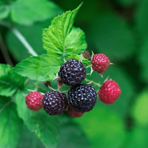 Eclectic Herb - Black Raspberry Capsules | Vegan Superfood Supplement | Nutrition, Vitamins + Minerals | Antioxidant + Immune Support | Organic, N...