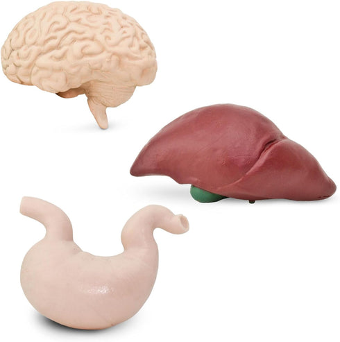 Safari Ltd. Human Organs TOOB - 8 Mini Figurines Including Brain, Heart, Lungs, Liver, Kidneys, Stomach, and Intestines - Anatomy Educational Toy ...