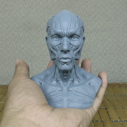 airgoesin Human Model Craft Anatomy Skull Head Muscle Bone Medical Artist Drawing Study (Blue)...