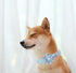 Dog Collar with Flower, Summer Fruit Adjustable Dog Flower Bow Collar Female Girl Pet Collar Cute Flowers Duarble Dog Collars for Medium Dog...
