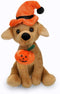 Plushland Halloween Pawpals 8 inches Puppy Dog Plush Stuffed Toy Comes with Hat and Halloween Jack O Lantern - Pumpkin for Kids on This Holiday (L...