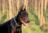 Chain Dog Training Choke Collar, 26 in, 4 mm...