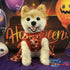 ANIAC Halloween Puppy Dress for Small Dog Pumpkin Ghost Cat Costumes Orange Bow tie Pet Clothing for Kitten Chihuahua Yorkie Poodle (Large, Orange...