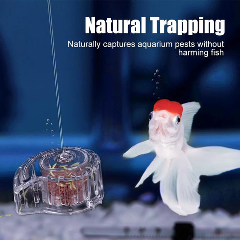 MiOYOOW Planaria Trap, Transparent Planaria Catcher Natural Aquarium Snail Trap for Aquarium Fish Tank Planaria Leech Small Snail...