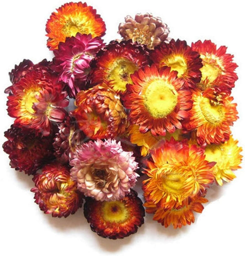 TooGet Fragrant Dried Flowers and Herbs Accessories Decorations 9 Bags Set Dry Flowers for Soap Bath Bombs Making and Dried Flower Crafts...