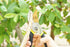 QY-731L Traditional Bypass Pruning 8.5" Titanium Blade- Handheld Gardening Tools Shears...