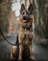 FAIRWIN Leather Dog Leash 6 Foot - Braided Best Military Grade Heavy Duty Dog Leash for Large Medium Small Dogs Training and Walking (Black, S:1/2...