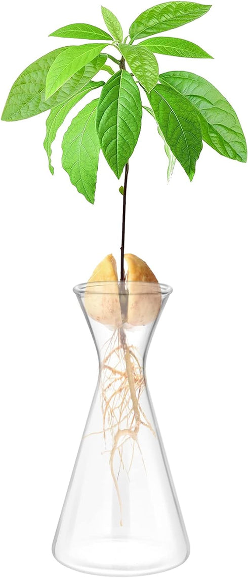 Haoideo Avocado Seed Sprout Starter Vase Planter Pot Glass Avocado Tree Plant Growing Vase Kit Indoor Home Decor Hydroponic Tabletop Flower Pot fo...