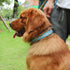 Dog Collar, Soft Adjustable Dog Collars Stylish Design and Durable Pet Collar for Small, Large, Medium Dogs...