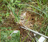 1 PCS Stainless Steel Weeder Manual Household Farm Tool Root Extractor Weeder Loose Soil Raising Fork Garden Gardening...