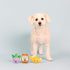 Fringe Studio Plush Dog Toy Set, Just Add Water, Small 3 Piece Set, Pet Shop Collection (662057)...