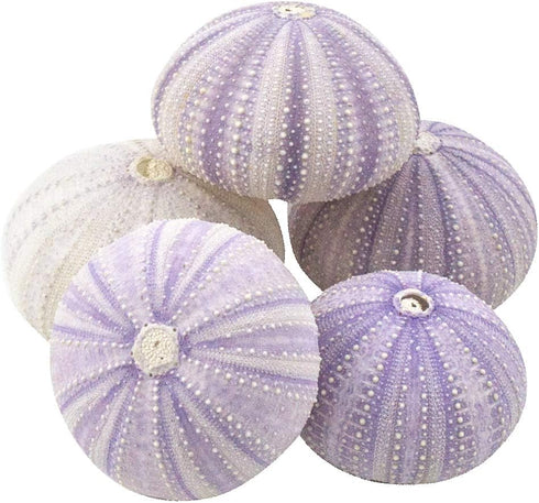 Nautical Crush Trading Sea Urchins Shells for Air Plants - 5 Purple (1.5-2.5") Sea Urchin Shells - Hanging Air Plant Holder - Air Plants Live Hold...