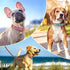 Beirui Soft Padded Leather Dog Collar for Dogs, Comfortable Heavy Duty Small Medium Large Dog Leather Collar with Premium Alloy Hardware for Daily...