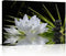 Canvas Wall Art - White Lotus and Black Zen Stones Picture - Modern Wall Decor Gallery Canvas Wraps Giclee Print Stretched and Framed Ready to Han...