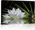 Canvas Wall Art - White Lotus and Black Zen Stones Picture - Modern Wall Decor Gallery Canvas Wraps Giclee Print Stretched and Framed Ready to Han...