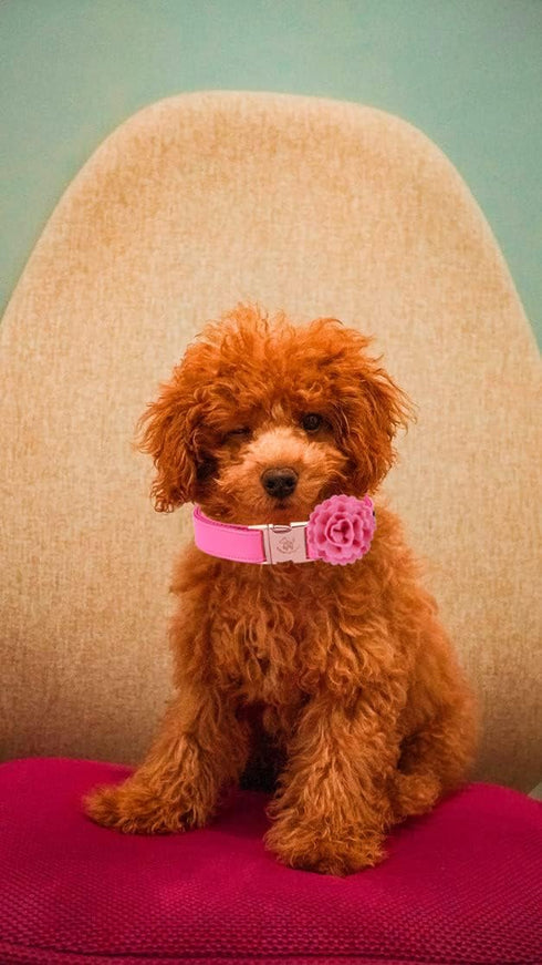 Elegant little tail Pink Leather Dog Collar, Durable Pet Collar, Flower Pattern Bow Tie Dog Collar Adjustable Girl Dog Collars for X-Small Dogs an...