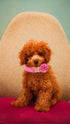 Elegant little tail Pink Leather Dog Collar, Durable Pet Collar, Flower Pattern Bow Tie Dog Collar Adjustable Girl Dog Collars for X-Small Dogs an...
