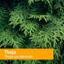 Herb Pharm Thuja Branchlet Liquid Extract - 1 Ounce (DTHUJA01)...