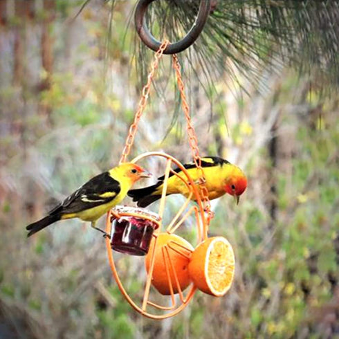 Oriole Bird Feeder, Hanging Metal Bird Feeder,Dtached Bowl Design,Orange Fruit Feeder,Great for Garden,Outdoor,Gift...