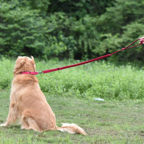 Hyhug Pets Premium Upgraded Adjustable Between 4 Feet and 6 Feet Leash with Durable Nylon and Super Soft Neoprene lined Handle for Young Dogs Dail...