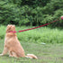Hyhug Pets Premium Upgraded Adjustable Between 4 Feet and 6 Feet Leash with Durable Nylon and Super Soft Neoprene lined Handle for Young Dogs Dail...