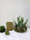 Ceramic Planter Pot with Drainage Hole and Saucer - Succulent Planters with Tray - Single - Perfect Fo Small Plants or Succulents - 4inx3.5in...