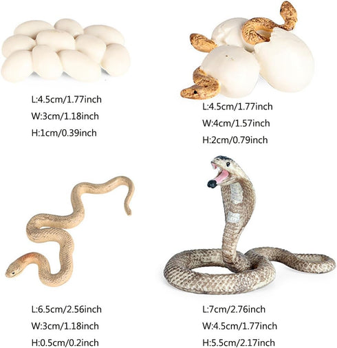 Realistic Animal Growth Cycle Model Toy Educational Toy for Boys Girls Kids Gifts (Snake)...