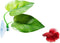 Betta Fish Leaf Pad Improves Betta's Health by Simulating The Natural Habitat - Natural, Organic, Comfortable Rest Area for Fish Aquarium...