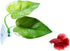 Betta Fish Leaf Pad Improves Betta's Health by Simulating The Natural Habitat - Natural, Organic, Comfortable Rest Area for Fish Aquarium...