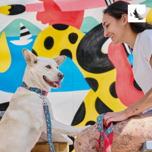 RC Pet Products 3/4" Fashionable, Functional Fun, Clip Collar | Small, Outer Space...