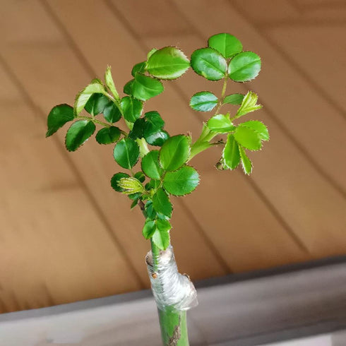 Grafting Tape Grafting Film for Plants, 2 Pack Stretchable Garden Grafting Tape Plants Repair Budding Tapes for Floral Fruit Tree and Poly Budding...