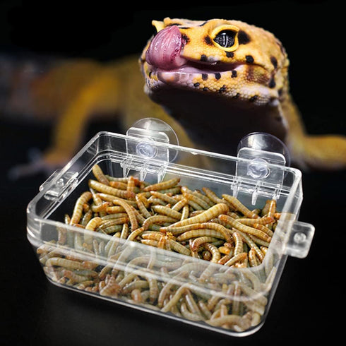 Reptile Feeder Chameleon Bowl 2 Pcs Anti-Escape Food Dish Bowl with Suction Cup for Chameleon Iguana Lizard Reptile Food and Water Feeding (White,...