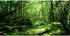 AWERT 36x20 inches Tropical Terrarium Background Rainforest Aquarium Background Green Tree Reptile Habitat Background Durable Polyester Background...