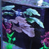 1Pc Green Betta Fish Leaf Pad,Plastic Plant Betta Hammock Leaf Bed,Simulating The Natural Habitat for Spawning Grounds,Suction Cup Betta Breeding ...