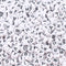 Song Xi 1200pcs White Round Acrylic Alphabet Beads - Black Letter Beads 4x7mm for Bracelets and Jewelry Making Key Chains...