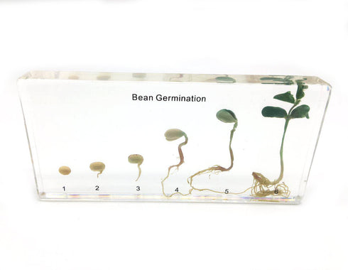 Bean Germination in Acrylic Block Lifecyle of Bean Biology Science Classroom Specimens (Bean Germination)...
