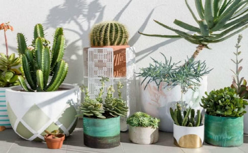 Southside Plant Cactus & Succulent Plants Cleaning Brushes - Wooden Handles w/Soft Goat Hair Bristles - Garden Cleaning Tools, Gentle on Plants, 7...