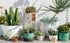 Southside Plant Cactus & Succulent Plants Cleaning Brushes - Wooden Handles w/Soft Goat Hair Bristles - Garden Cleaning Tools, Gentle on Plants, 7...