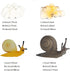 Realistic Animal Growth Cycle Model Toy Educational Toy for Boys Girls Kids Gifts (Snail) OX117-120...