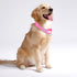 Martingale Dog Collar, Adjustable Nylon Training Dog Collar Reflective Martingale Collar for Small Medium Large Dogs (S, Pink)...