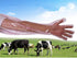 50Pcs Disposable Soft Plastic Film Gloves, Vet Gloves Palpation Sleeve Artificial Insemination Gloves 35.5inch Full Arm Gloves Livestock Gloves fo...