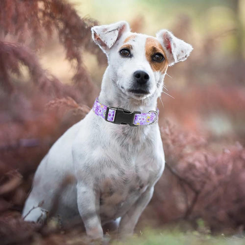 Moonpet Dog Collars for Puppy X-small Small Medium Large Dogs - Unisex Cute Design Boys Girls Dog Pet Collar Soft Adjustable Bohemia Fancy Floral ...