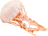 Safari Ltd. Jellyfish Figurine - Detailed 5" Plastic Model Figure - Fun Educational Play Toy for Boys, Girls & Kids Ages 3+...