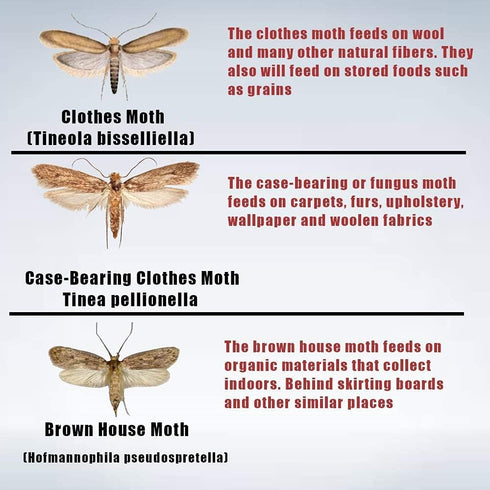 6 Pack – Powerful Pheromone Enhanced Moth Traps – Refillable Hanging Box - Odor-Free & Natural for Closet, Pantry, Kitchen...
