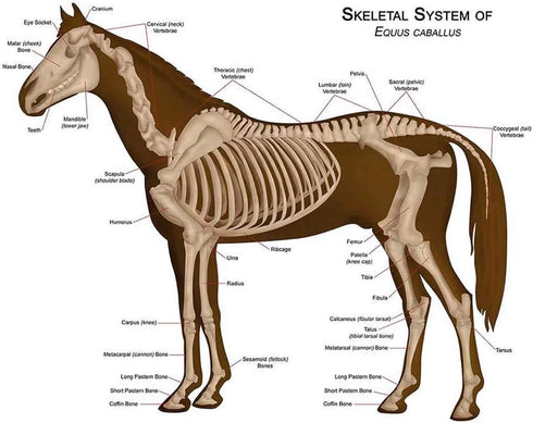 Wee Blue Coo Animals Skeleton Bones Horse Anatomy Unframed Wall Art Print Poster Home Decor Premium...