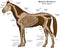 Wee Blue Coo Animals Skeleton Bones Horse Anatomy Unframed Wall Art Print Poster Home Decor Premium...