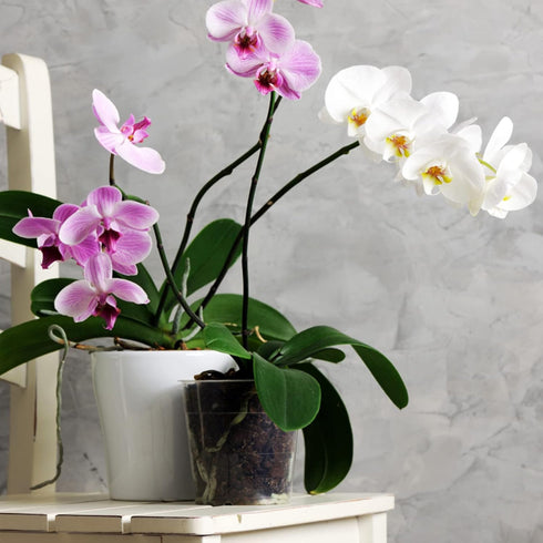 KINGLAKE GARDEN Clear Orchid Pots,4.5 Inch Clear Plastic Orchid Pots with Holes,16 Pack Clear Orchid planter Orchid Pots Plant Pots for Indoor Out...